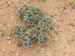 Euphorbia copiapina