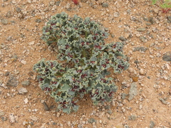 Euphorbia copiapina