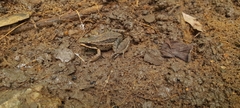 Leptodactylus fragilis