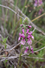 Stachys grandidentata