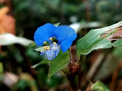 Commelina forskaolii