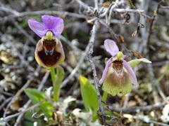 Ophrys tenthredinifera