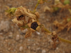 Nolana baccata