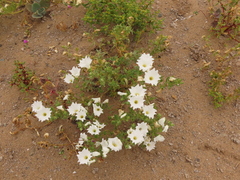 Nolana baccata