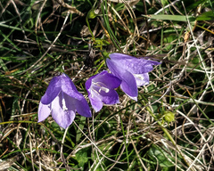 Campanula rotundifolia