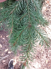 Picea omorika