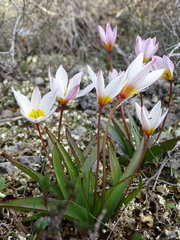Tulipa cretica
