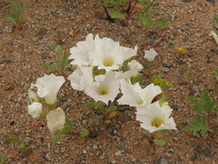 Nolana baccata