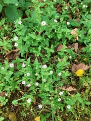 Stellaria graminea