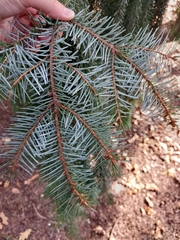Picea omorika