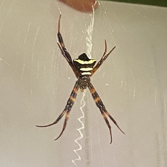 Argiope reinwardti