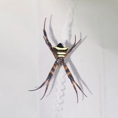 Argiope reinwardti