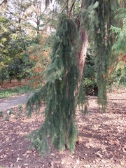 Picea omorika