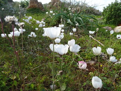 Ranunculus asiaticus