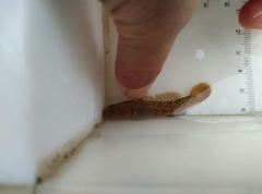 Rhinogobius rubromaculatus