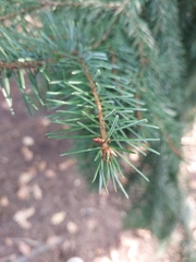 Picea omorika