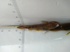 Rhinogobius rubromaculatus