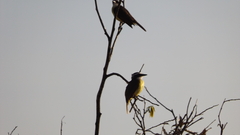 Pitangus sulphuratus