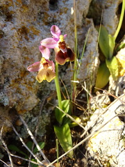 Ophrys tenthredinifera