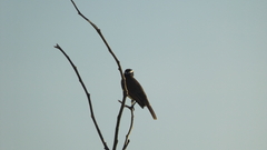 Pitangus sulphuratus