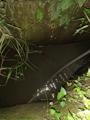 Caiman crocodilus fuscus