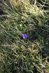 Bracteolatae