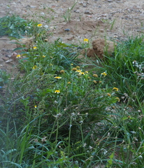 Glebionis coronaria