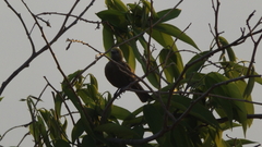 Thraupis palmarum