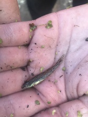 Etheostoma chlorosoma