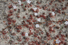 Drosera eneabba