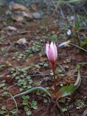 Tulipa cretica