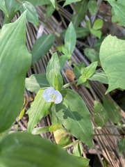 Commelina erecta erecta