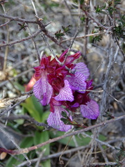 Anacamptis papilionacea aegaea