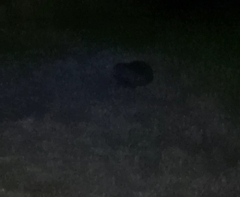 Myocastor coypus