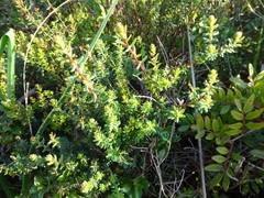 Hypericum empetrifolium