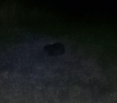 Myocastor coypus