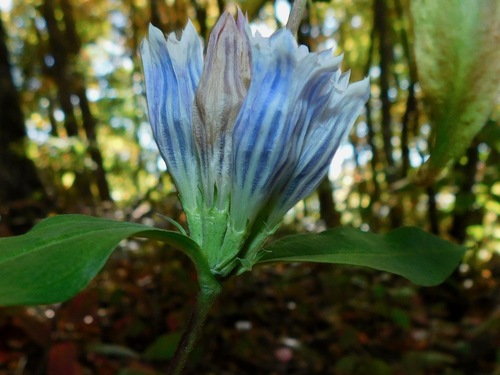 Image of Gentiana decora by (c) Michael J. Papay, some rights reserved (CC BY)