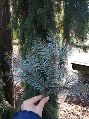 Picea omorika