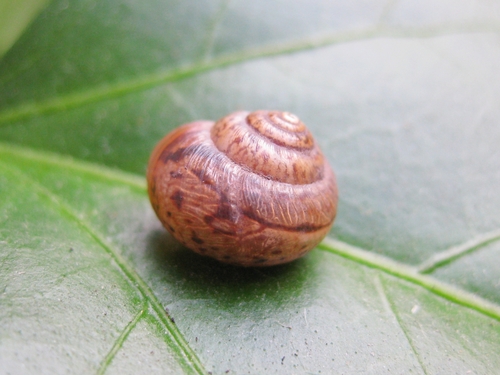 Stenomphalia selecta