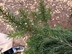 Picea omorika