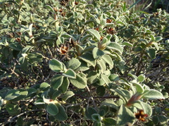 Cistus parviflorus