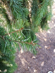 Picea omorika