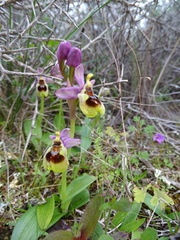 Ophrys tenthredinifera