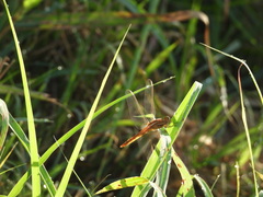 Odonata