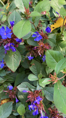Ceratostigma