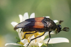 Macrosiagon cruenta