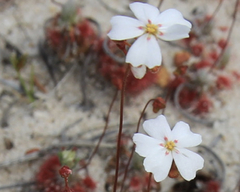 Drosera eneabba