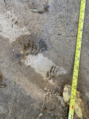 Sciurus carolinensis