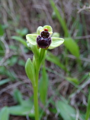 Ophrys bombyliflora