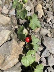 Cucumis maderaspatanus